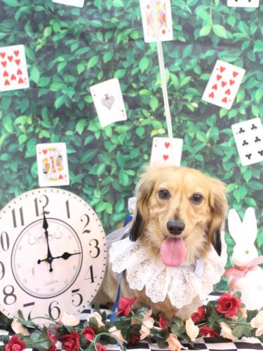 20250405ラテくん